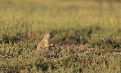 Prairie Dogs-Birds Eavesdropping