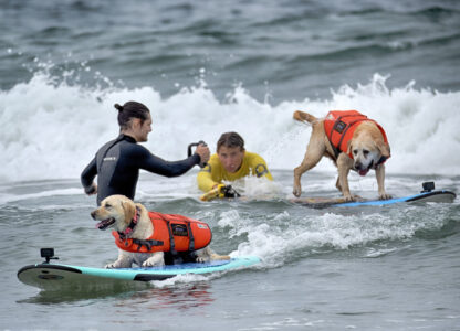 Huntington Beach Dog Surfing
