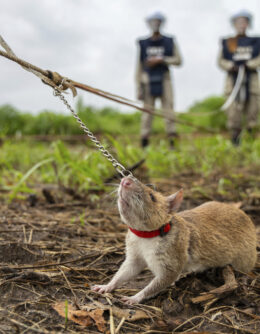 Pictures-of-the-Week-Global-Photo-Gallery