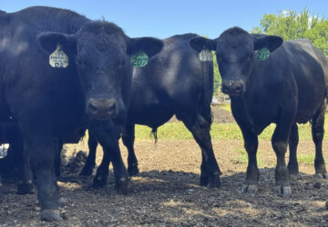 Beef Prices