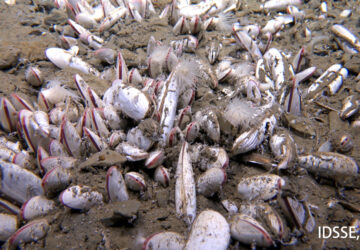 Deep Sea Life