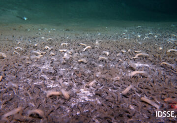 Deep Sea Life