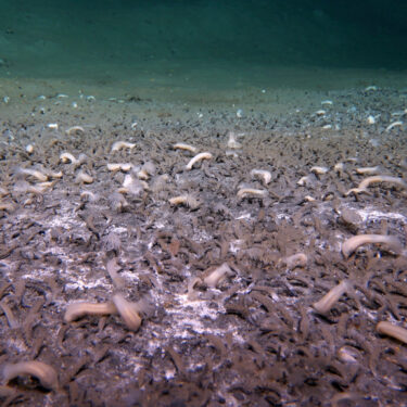 Deep Sea Life