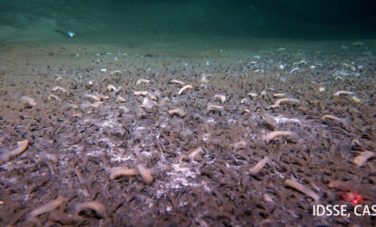 Deep Sea Life