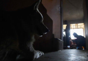 Nepal Rickshaw Driver Dog Photo Essay