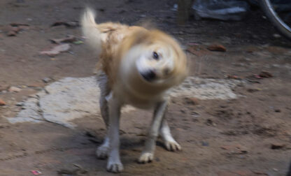 Nepal Rickshaw Driver Dog Photo Essay