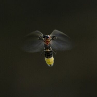 Summer Fireflies