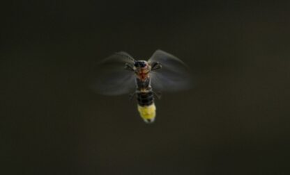 Summer Fireflies