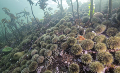 Sea Star Disease