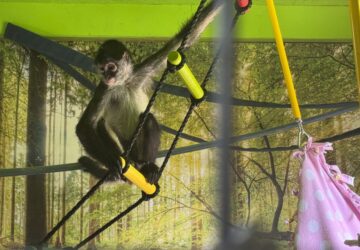 Mississippi Monkey Sanctuary