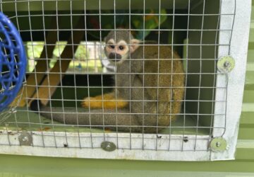 Mississippi Monkey Sanctuary