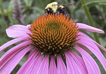 Gardening- Humane Pest Control
