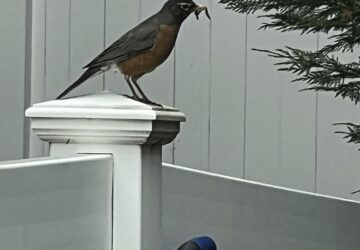 Gardening- Humane Pest Control