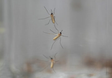 Gardening-Humane Pest Control