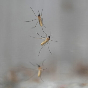 Gardening-Humane Pest Control