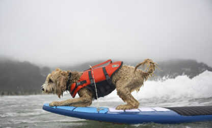 Pictures of the Week Global Photo Gallery