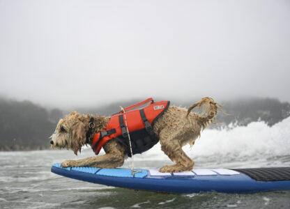 Pictures of the Week Global Photo Gallery