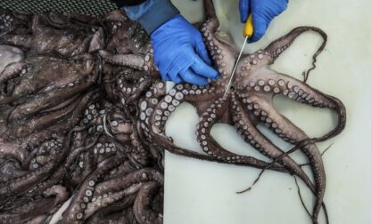 APTOPIX Climate Spain Overfishing Octopus