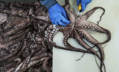 APTOPIX Climate Spain Overfishing Octopus