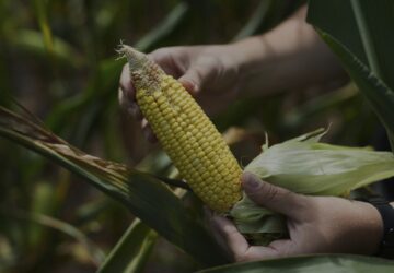 Climate Patchy Corn Pollination