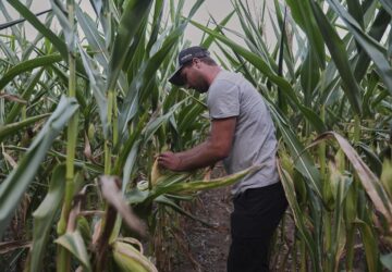 Climate Patchy Corn Pollination