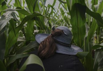 Climate Patchy Corn Pollination