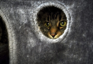 Be Well-Education-Pet-Friendly Dorms