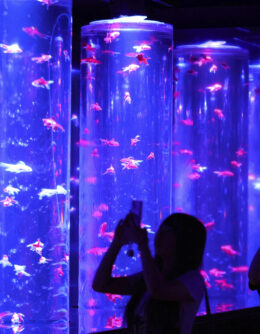 Goldfish at aquarium museum in Tokyo, Japan