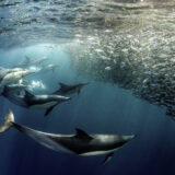 Sardine Run in South Africa