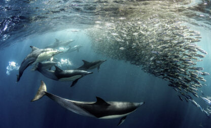 Sardine Run in South Africa