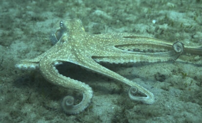 Octopus Arms