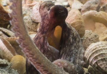 Octopus Arms