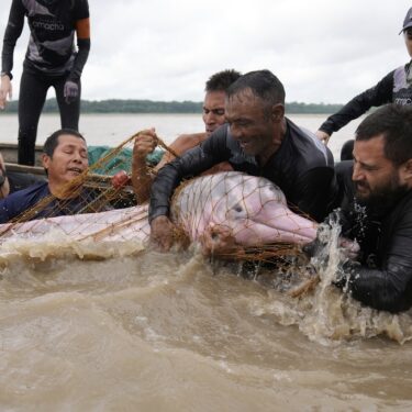 APTOPIX Colombia Amazon Dolphins Mercury