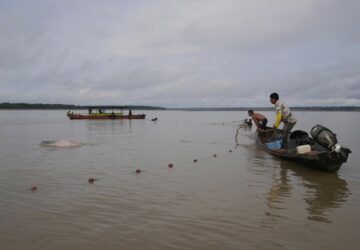 Colombia Amazon Dolphins Mercury