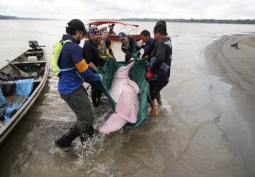 APTOPIX Colombia Amazon Dolphins Mercury