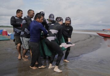 Colombia Amazon Dolphins Mercury