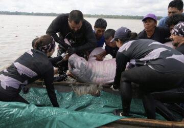Colombia Amazon Dolphins Mercury