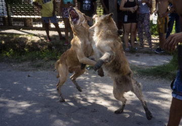 POY Latam Photographer of the Year 2025