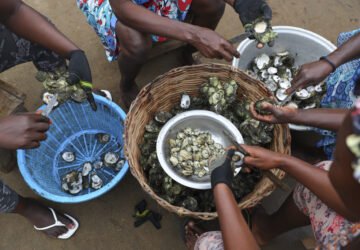 Ghana Women Oyster Farming