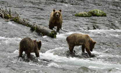 Alaska Fat Bear Week