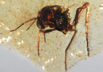 Prehistoric Amber