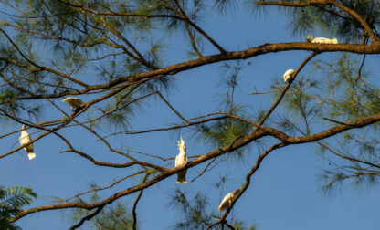 Hong Kong Cockatoo