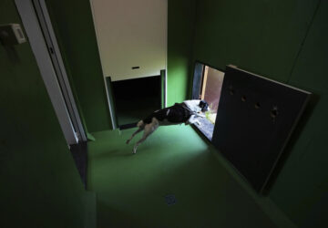 Italy Airport Dog Hotel