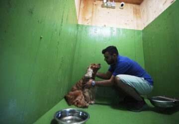 Italy Airport Dog Hotel