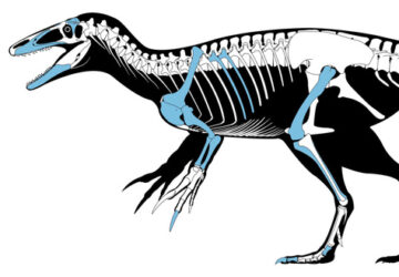 Clawed Dinosaur