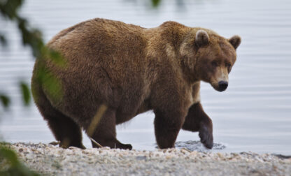 Alaska Fat Bear Week
