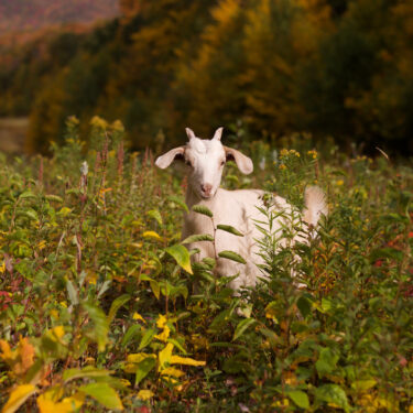 Goatscaping-Vermont