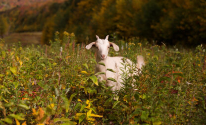 Goatscaping-Vermont