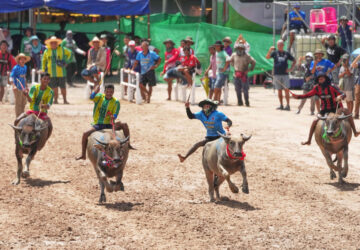 Thailand Buffalo