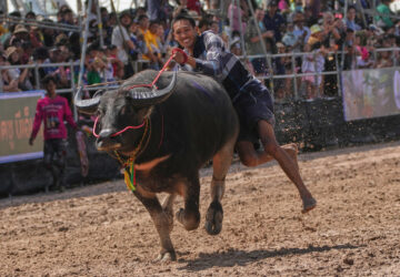 APTOPIX Thailand Buffalo